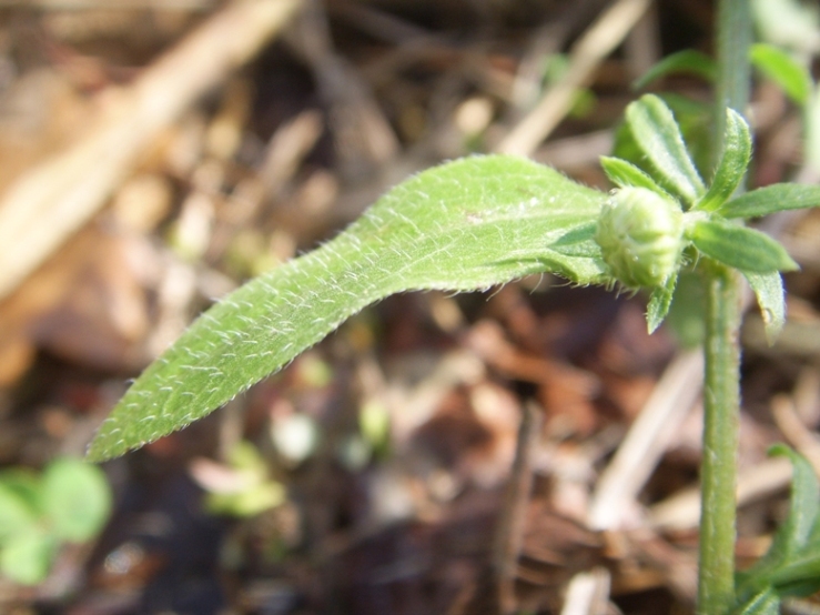 Symphyotrichum lanceolatum ?